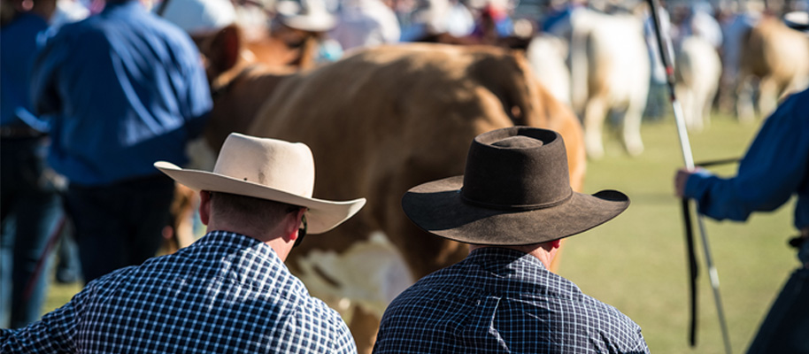 cattle shows