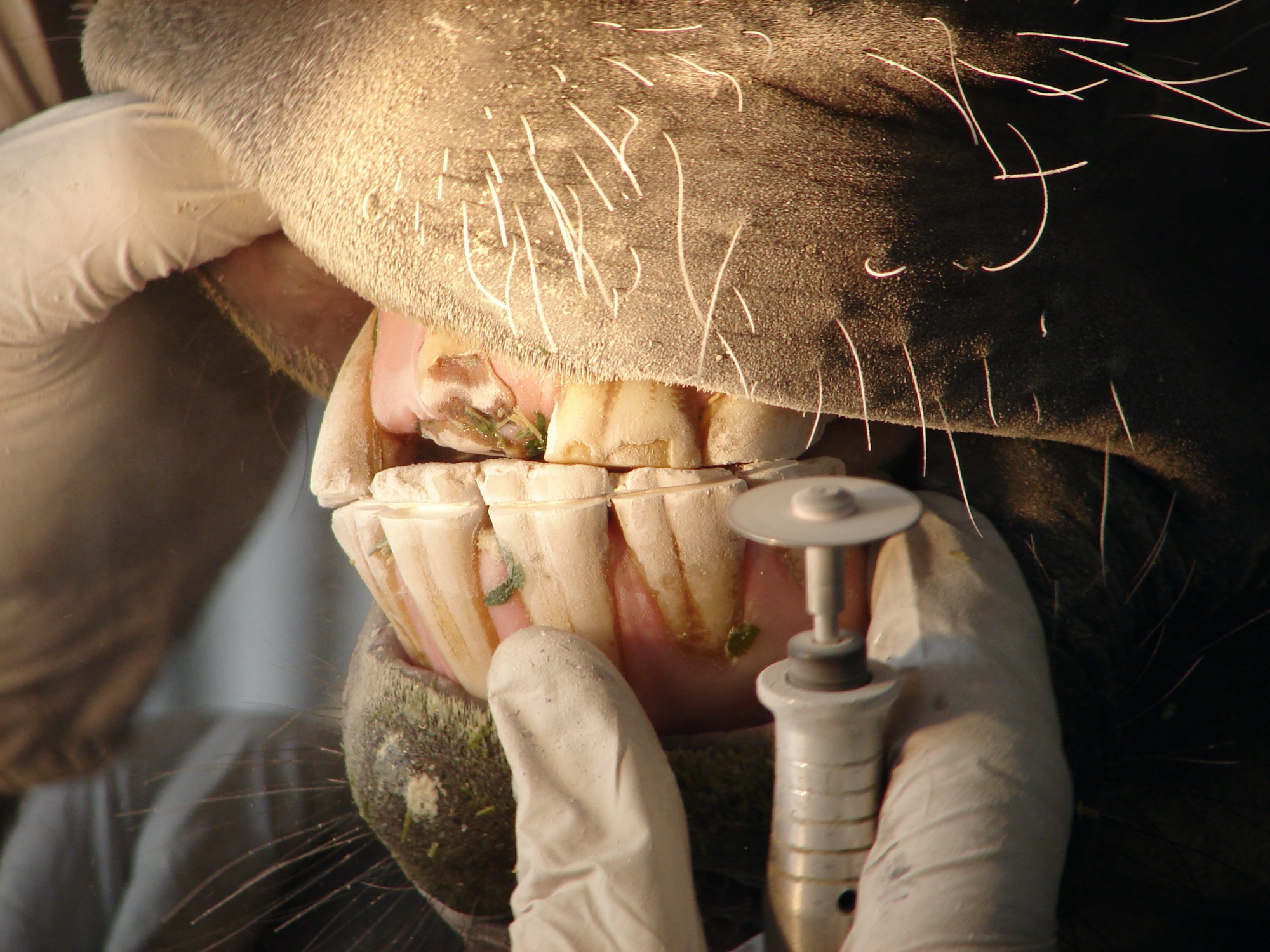 An equine dentist working on horse teeth with a power tool