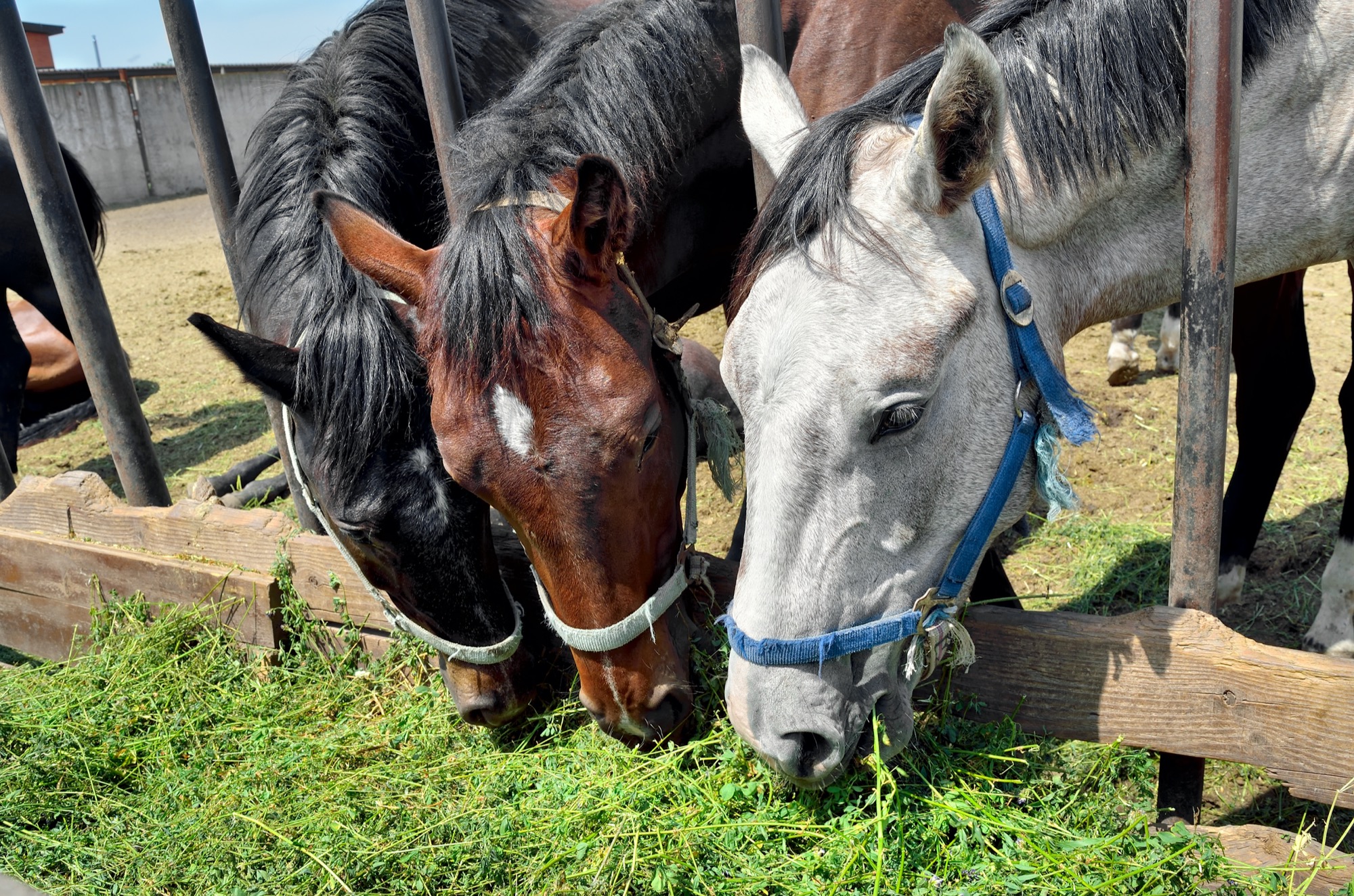 Horses without a slow feeder damaging their teeth on alfalfa