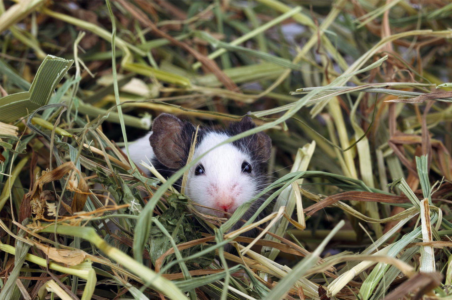 a mouse in hay