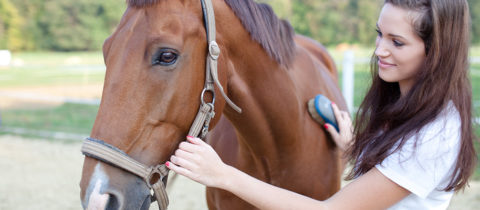 horse grooming