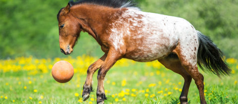 horse with ball 1