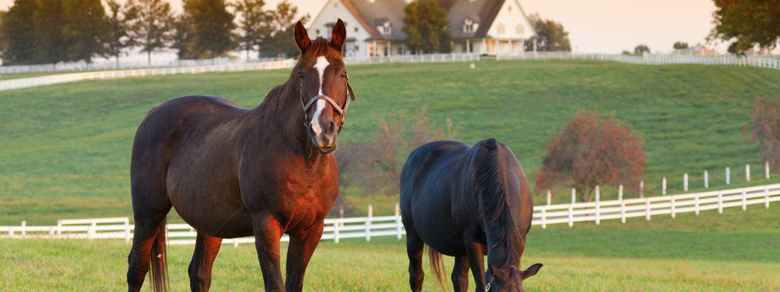 Livestock Equipment Cattle And Horse Feeders Farmco Manufacturing