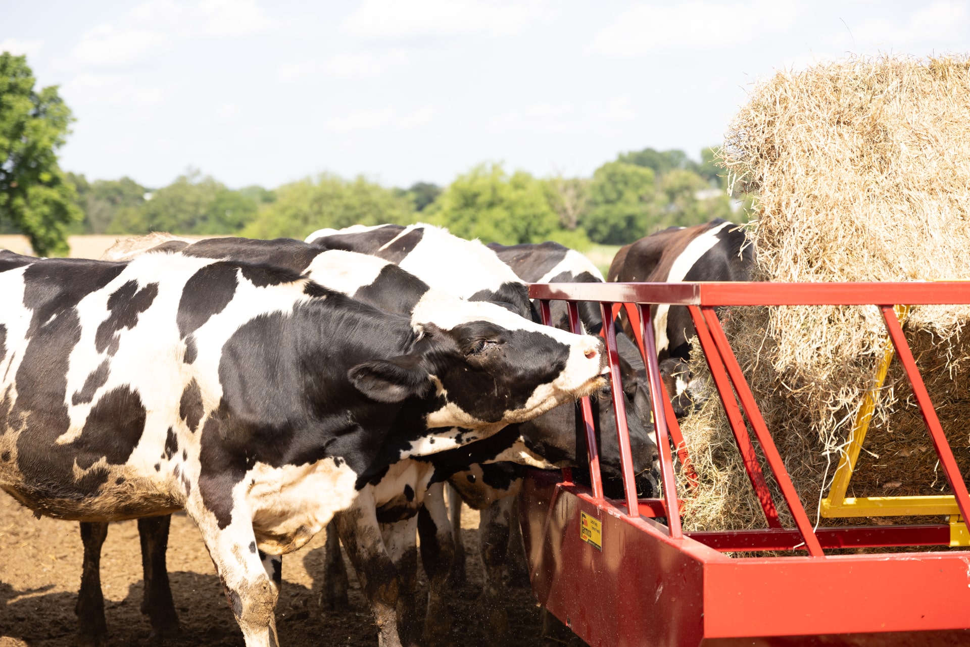 Holstein Cows Feeding From A Red Hay Feeder FIlled With Dry Hay In A Farm Pasture