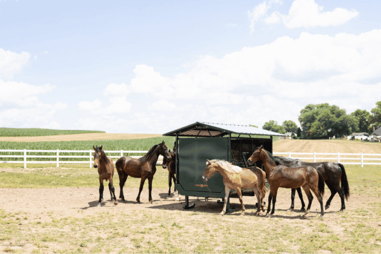 horses around the farmco slow graze slow feeder