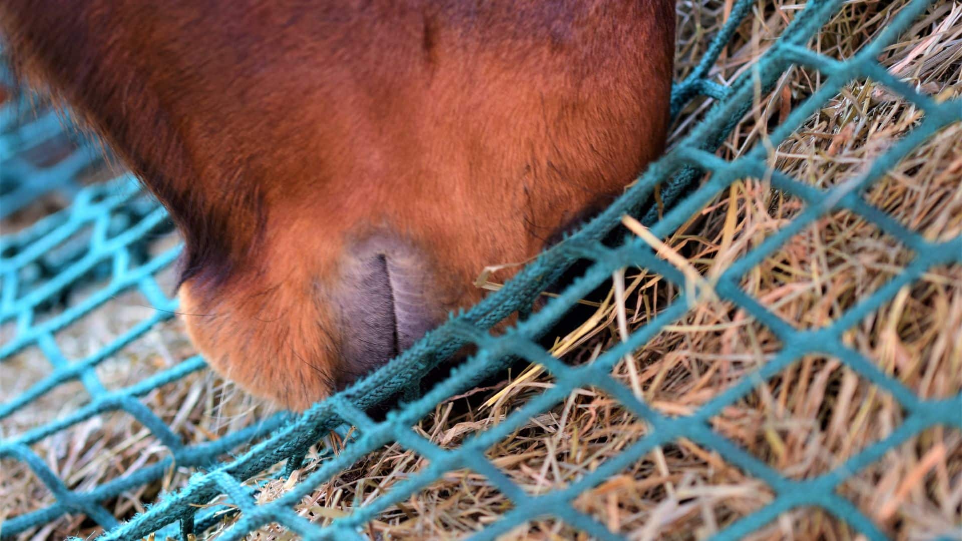 Close-up of horse mouth eating hay